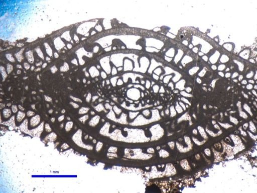 Pseudofusulina hawkinsi
