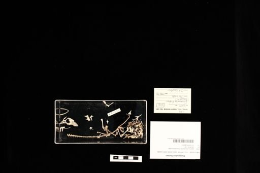 Bradypodion fischeri