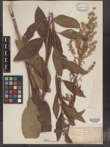 Solidago speciosa