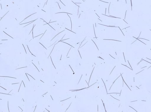 Halichondria (Eumastia) sp.