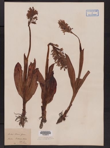Orchis