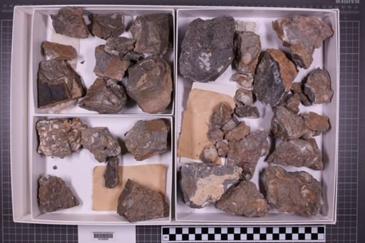 mixed taxa, stratigraphic collection