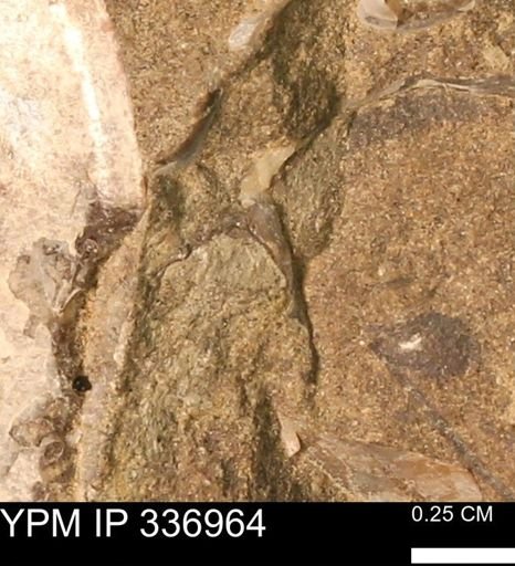 undet. Mollusca