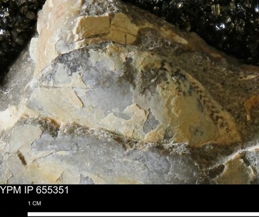 Malletia evansi