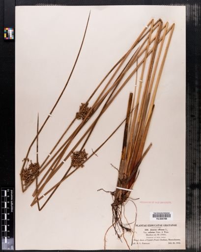Juncus effusus