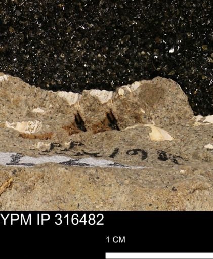 undet. Mollusca