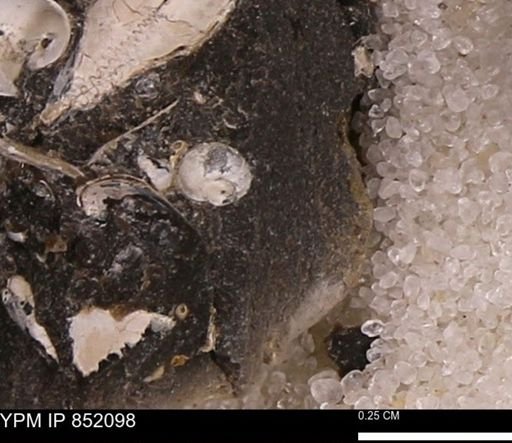 undet. Gastropoda