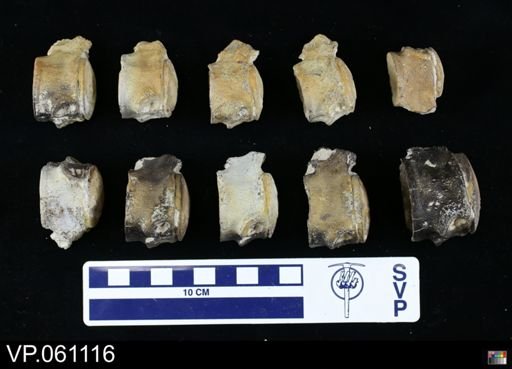 undet. Mosasauridae