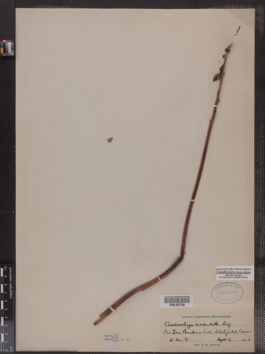 Corallorhiza maculata