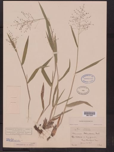 Panicum villosissimum