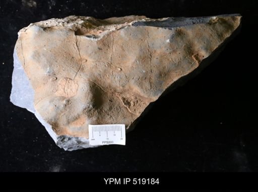 undet. Echinodermata
