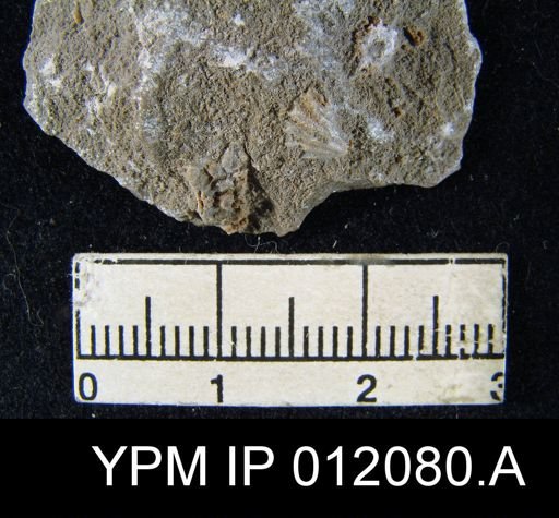 Hustedia meekana