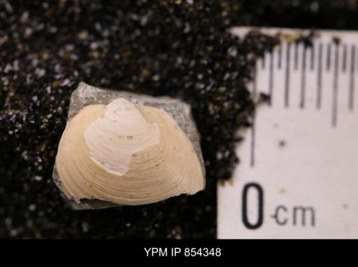 Limopsis striatopunctatus