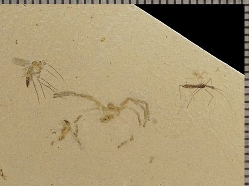 undet. Hydrometridae