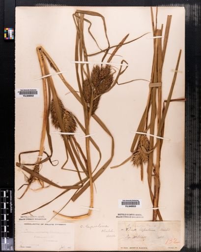 Carex lupulina