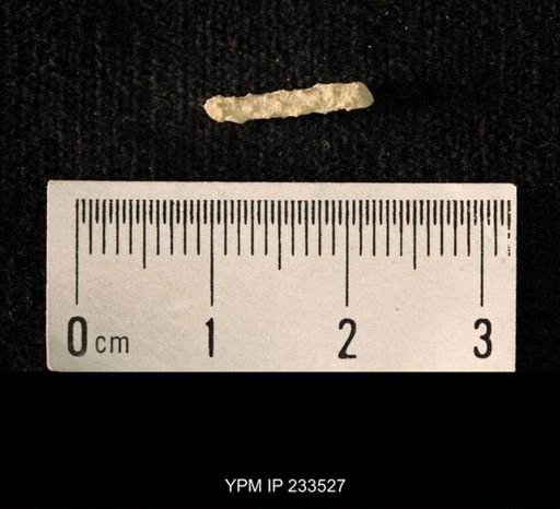Archaeocidaris sp.