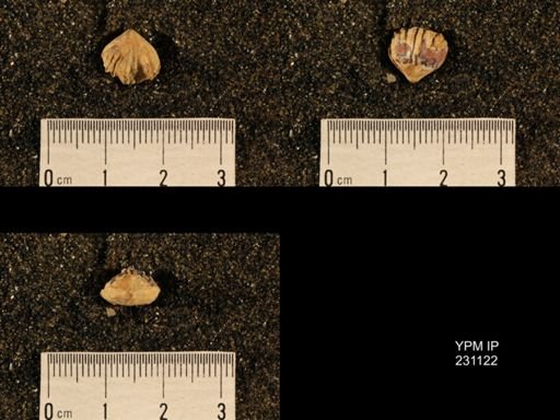 Wellerella osagensis