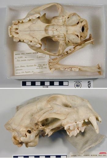 Puma concolor couguar