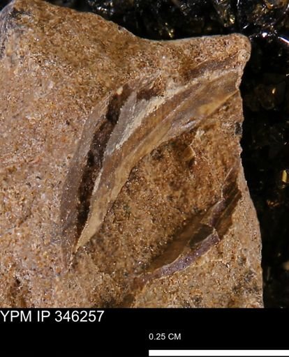 undet. Mollusca