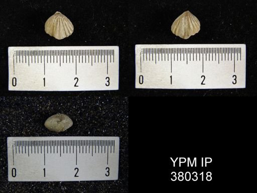Camarotoechia whitei
