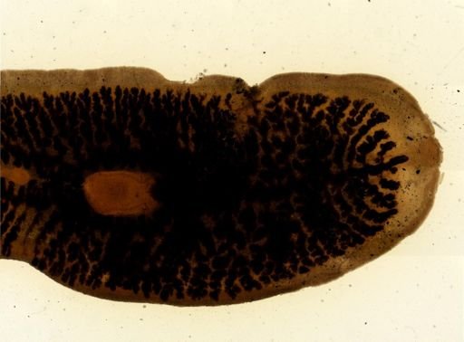 Procotyla fluviatilis