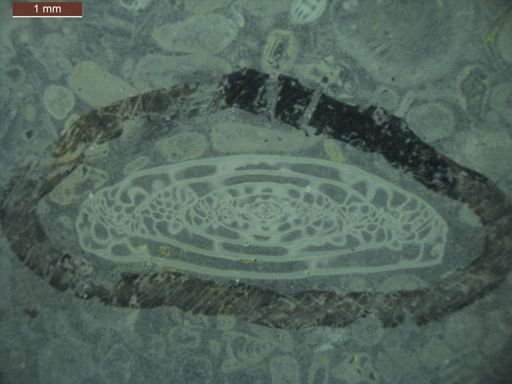 Triticites nealensis