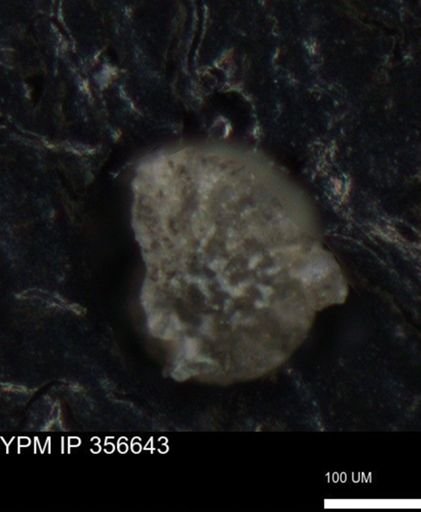 undet. Foraminiferida