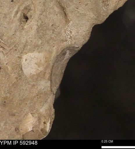undet. Bivalvia