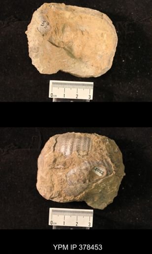 Pustula semipunctata