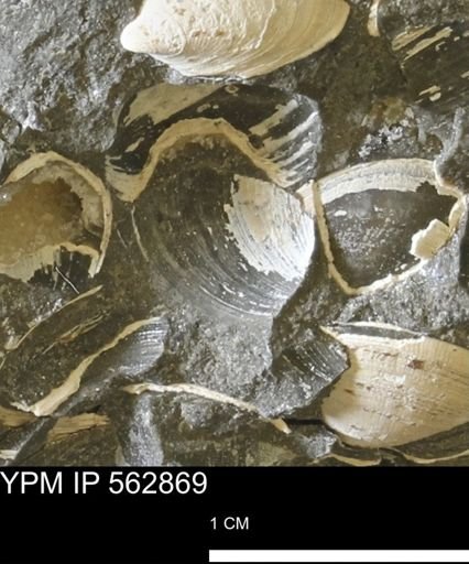 Limopsis sp.
