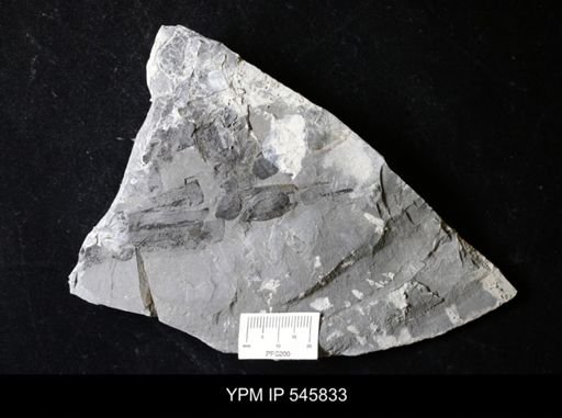 undet. Eurypterida