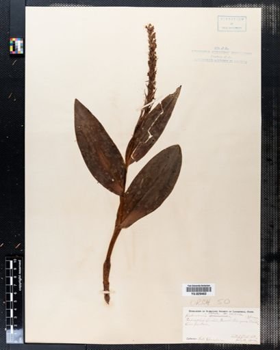 Habenaria flava
