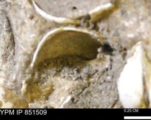Limopsis striatopunctatus
