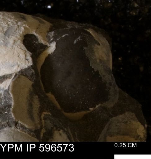 undet. Mollusca