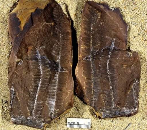 Pecopteris squamosa