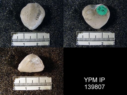 Spirigerella derbyi var. acuteplicata