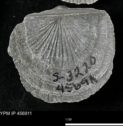 Stropheodonta sp.