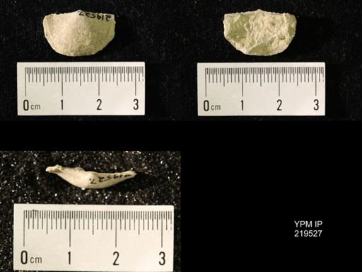 Chonetes granulifer