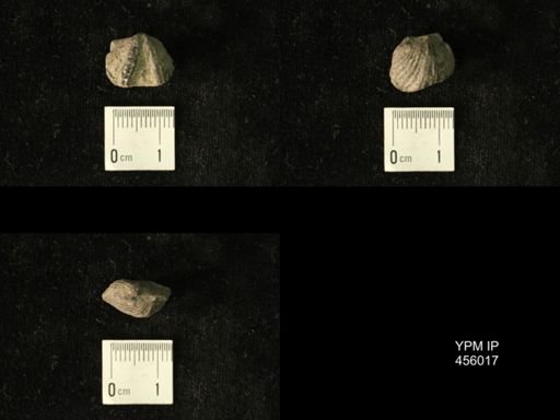 Platystrophia amoena