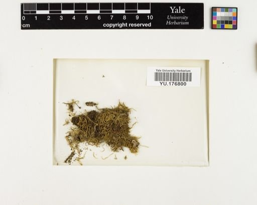 Plantae