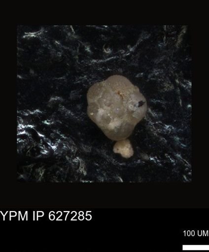 undet. Foraminiferida