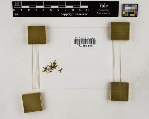 Plantae