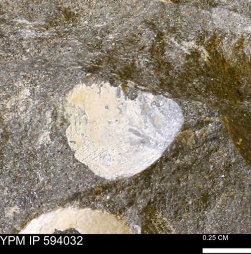 Limopsis striatopunctatus