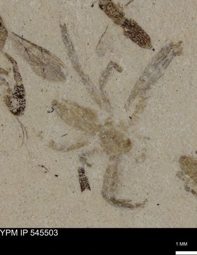 undet. Arachnida
