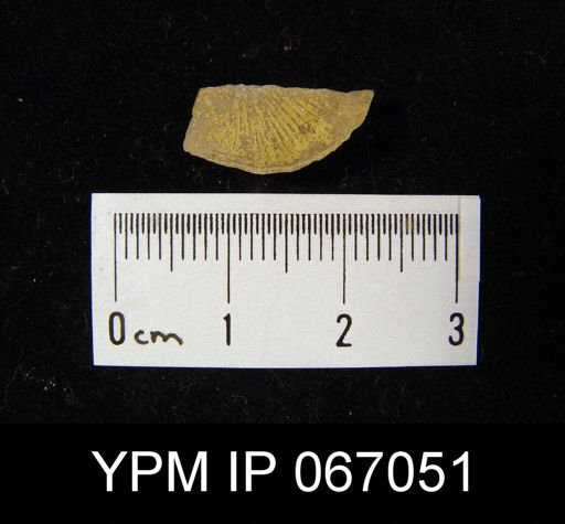 Strophonella reversa