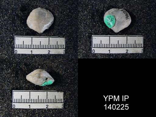 Spirigerella derbyi