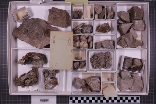 mixed taxa, stratigraphic collection