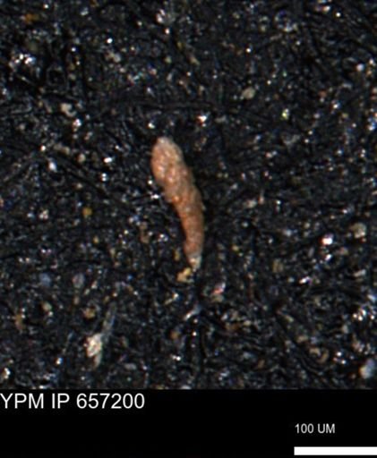 Verneuilinoides kansasensis