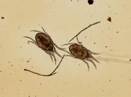 Arhodeoporus arenarius