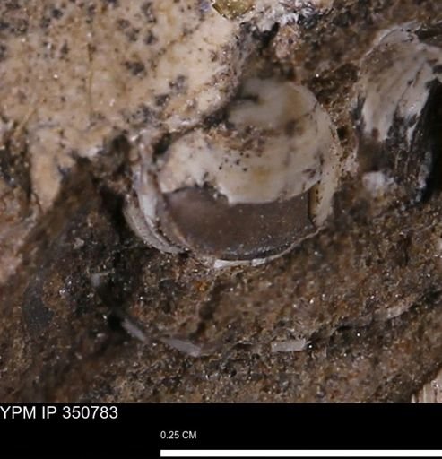 undet. Bivalvia